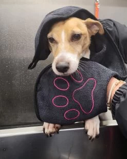 N4dogs – Hondenhanddoek – Honden Handdoek – Microvezel Handdoek – Handdoek Hond – Droogdoek Hond – Dierendeken – Sterk Absorberend – Handdoek Met Zakken – Zwart – 66 X 23 Cm