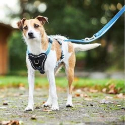 Wolters Hondentuig Gepolsterd Professional Comfort, Maat 7: 90-110cm X 35mm Aqua Blauw/azur