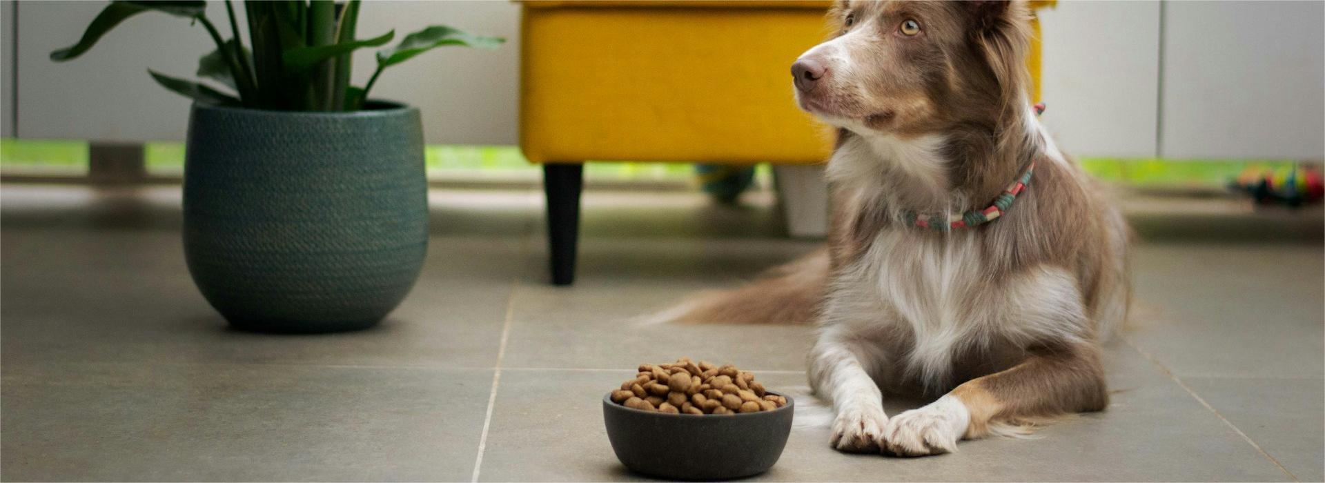 Voorkant -Benodigdheden Voor Huisdieren Winkel ayla verschueren jnq52JjkLAg unsplash